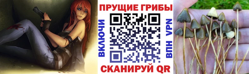Псилоцибиновые грибы Psilocybe Краснозаводск